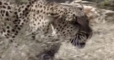 Video: Chỉ vì mất cảnh giác, khỉ đã trở thành bữa ăn của báo