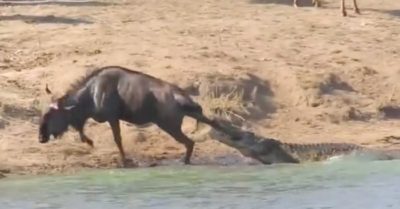 Video: Hà mã tấn công cá sấu giải cứu linh dương đầu bò