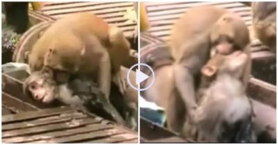 Video: Khỉ hoang thực hiện ‘hồi sức tim phổi’ cứu bạn bị điện giật thoát chết