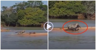 Video: Đang nằm phơi nắng, cá sấu bị báo đốm lấy mạng vì thiếu cảnh giác