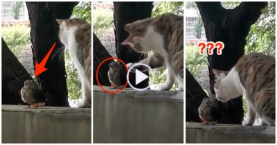 Video mèo vỗ về chim đứng yên, thi thoảng ngước đầu lên nhìn chứ không hề sợ