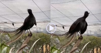 Clip: Chim cầm điểu có tiếng kêu giống trẻ em khóc