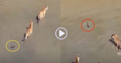 Video: Vịt thoắt ẩn, thoắt hiện biến 4 con hổ thành những kẻ ngốc
