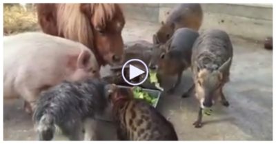 Video: Chuyện lạ chó, mèo, lợn, ngựa, rùa, thỏ ăn chung một máng