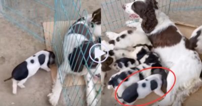 Clip: Lợn con đáng yêu trà trộn vào đàn chó bú ké sữa
