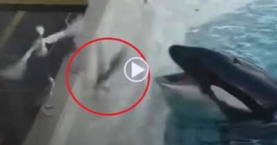Video: Tròn mắt xem cá voi thả mồi cá bẫy chim