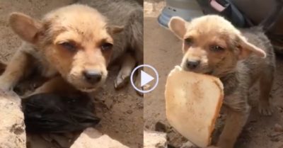 Video: Chú chó nhỏ bị bỏ rơi, ngậm miếng bánh mỳ vẫy vẫy đuôi khi lần đầu được đối xử tốt