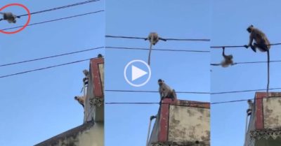Video: Khỉ mẹ cố gắng giải cứu khỉ con mắc kẹt trên dây điện