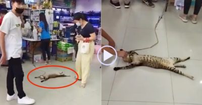 Video: Mèo lười nằm ‘ăn vạ’ ở siêu thị