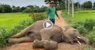 Video: Chú voi nằm lăn lộn trên đường ăn vạ