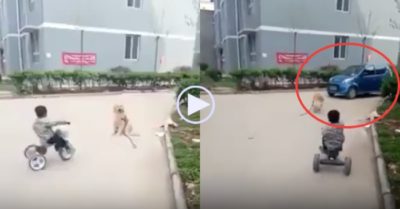 Video: Chú chó vàng lao ra chặn đầu ôtô đang chạy để bảo vệ cậu chủ