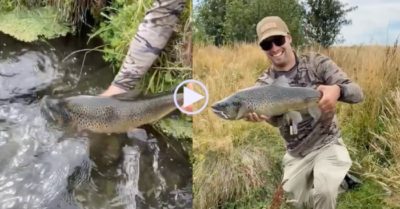 Video: Người đàn ông tay không bắt cá hồi một cách đơn giản