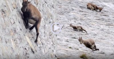 Video: Đàn dê núi ‘thách thức’ trọng lực, đứng trên vách đập dốc để liếm muối
