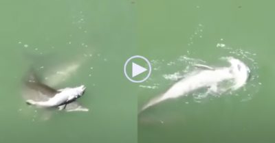 Video: Cá heo mẹ liên tục đẩy xác con lên mặt nước trong tuyệt vọng
