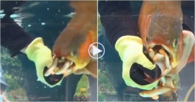 Video: Cá rồng đực sinh hàng trăm cá con từ miệng, thật thú vị