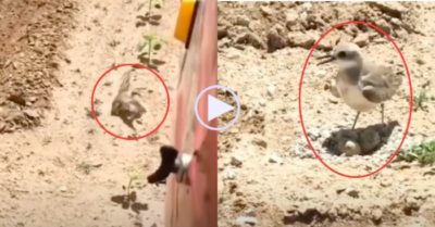 Clip: Chim mẹ cản đường máy cày để bảo vệ ổ trứng