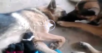Video: Chó bố chăm sóc chó mẹ sau sinh khiến dân mạng cảm động