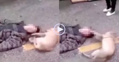 Video: Chú chó tội nghiệp cố đánh thức chủ nhân nằm bất động trên đường