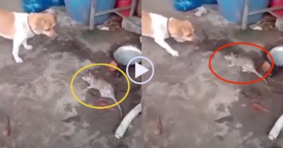 Video: Chú chó khốn đốn khi đối đầu với chuột