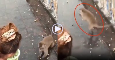 Video: Con khỉ ngã chổng vó vì tham ăn