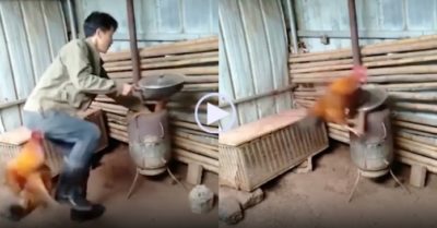 Video: Gà trống liên tục tấn công chủ, giải cứu gà mái