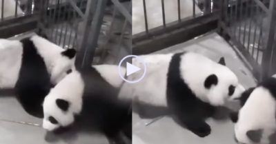 Video: Thấy bạn bị mắc kẹt, gấu trúc liền đến giúp đỡ