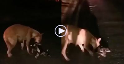 Video: Chó mẹ cứu chó con khỏi bị cán lần thứ hai