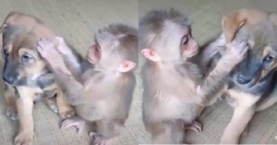 Video: Con cún ngồi cam chịu khi bị khỉ ‘đè đầu’ bắt rận