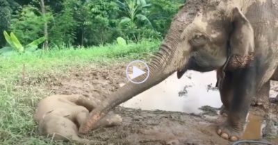 Video: Thấy voi con nằm bất động, voi mẹ vội dùng vòi kiểm tra hơi thở