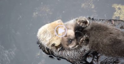 Video: Rái cá mẹ âu yếm rái cá con mới chào đời làm lay động lòng người