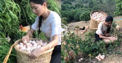 Video: Cô gái nhặt trứng gà trên đồi rồi vất vả cõng xuống núi