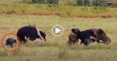 Video: Trâu mẹ liều mạng ngăn sư tử đến gần con