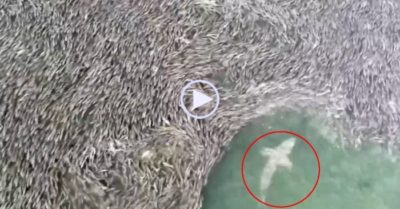 Video: Cá mập no nê khi ‘lạc’ giữa hàng triệu con cá mòi dầu di cư