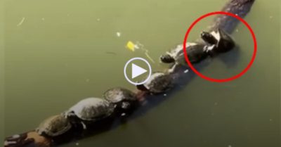 Video: Rùa con trèo lên khúc gỗ bất thành, kéo cả đàn ngã xuống nước