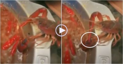 Video: Tôm hùm tự phế một bên càng để thoát khỏi nồi lẩu