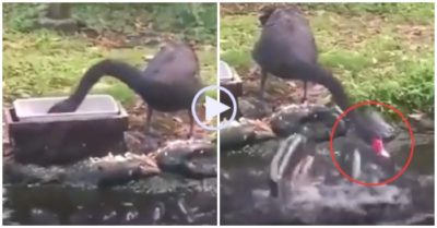 Video: Đàn cá đói ‘xếp hàng’ chờ vịt đút thức ăn