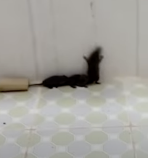 3 mẹ con chuột