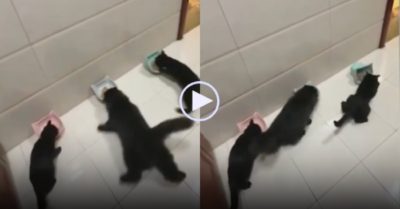 Video: Màn drift chuyên nghiệp khi chạy đi ăn của ba con mèo đen