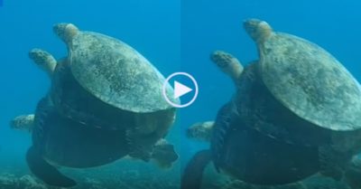 Video: Ba chú rùa biển cõng nhau đi dạo