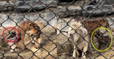 Clip: Chó con can ngăn hổ và sư tử ‘tỷ võ’