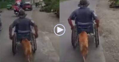 Video: Chú chó cần mẫn đẩy xe lăn cho chủ bị khuyết tật trên đường phố