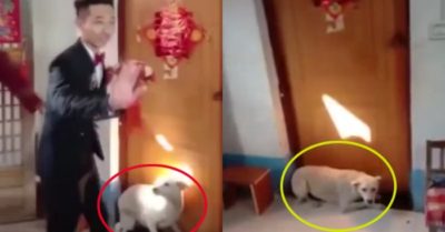 Video: Chú chó chặn cửa không cho chú rể vào phòng đón cô dâu