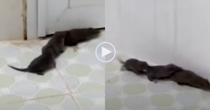 3 mẹ con chuột 1