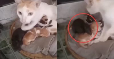 Video: Con chuột ngủ ngon lành cạnh đàn mèo