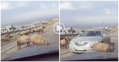 Video: Hai con cừu đực húc nhau, xe Toyota vỡ đầu
