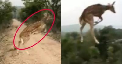 Video: Khoảnh khắc hươu nhảy qua đường gây choáng mạng xã hội