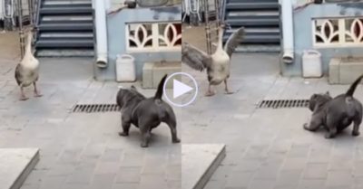 Video: Chó Bully bỏ chạy khi bị ngỗng đuổi