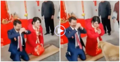 Video: Khoảnh khắc cô dâu chú rể bái lạy đúng lúc chó cưng đi đến