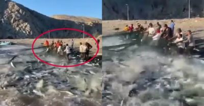 Video: Dân làng sung sướng kéo hàng nghìn con cá mắc lưới đang vùng vẫy