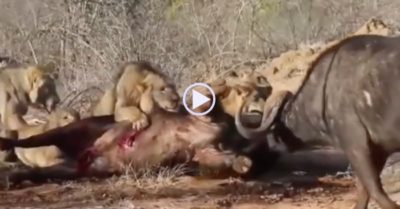 Video: Phát hiện đồng loại gặp nạn, trâu rừng lao đến dùng sừng hất đàn sư tử ra xa